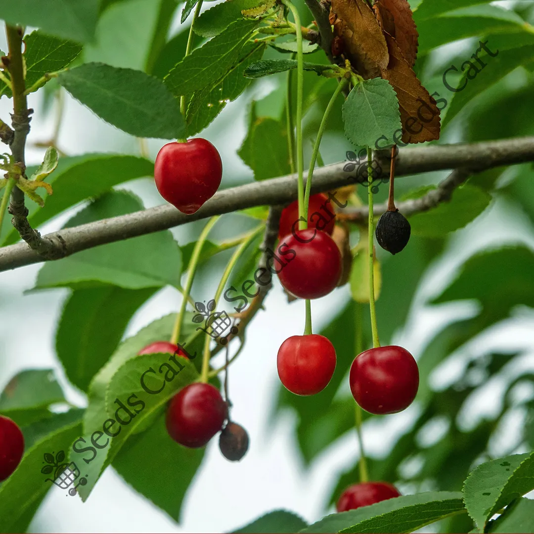 Prunus avium-Fruit