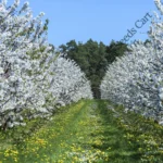 Prunus avium-Tree