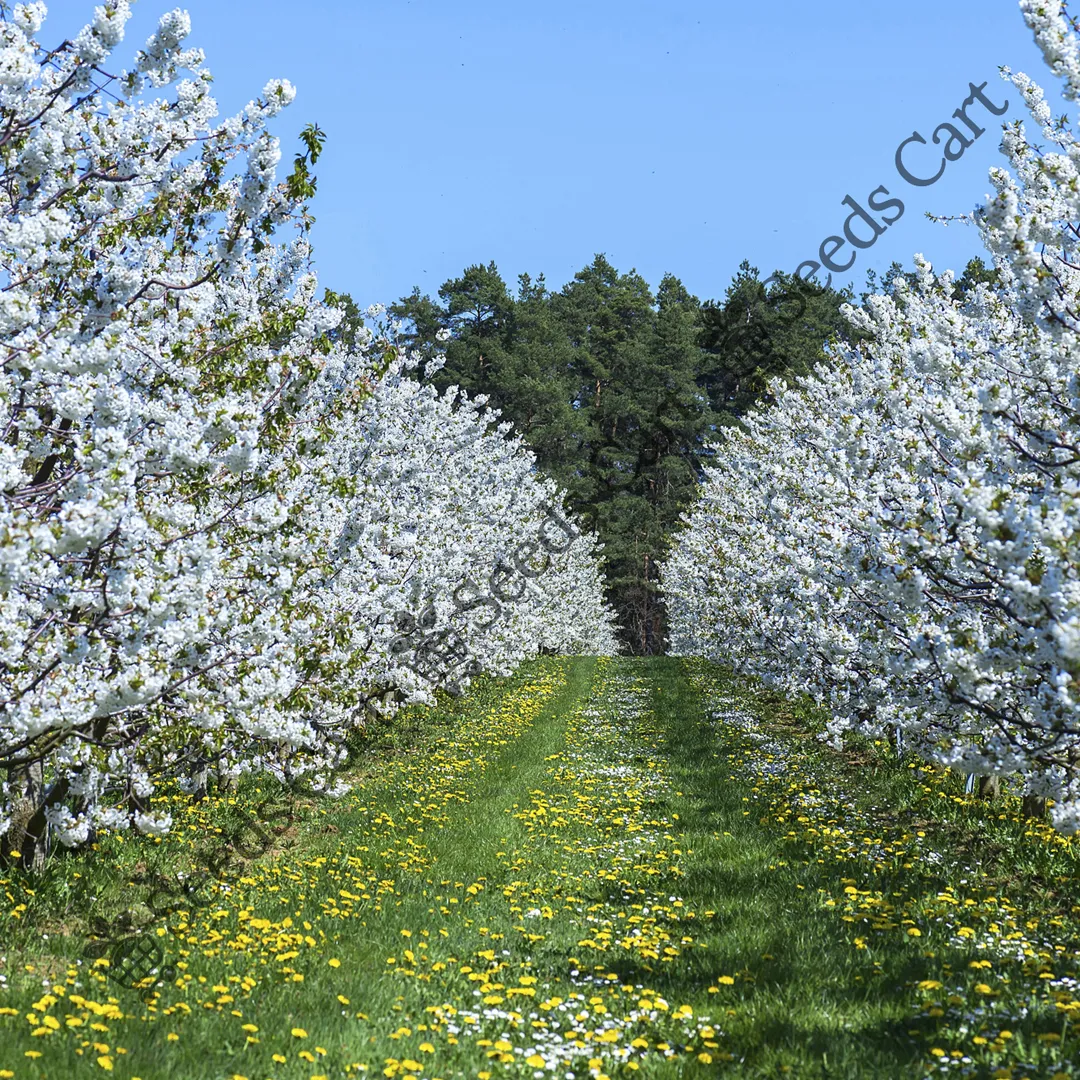 Prunus avium-Tree