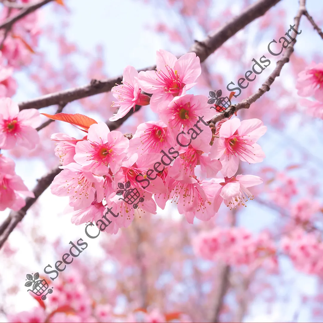 Prunus cerasoides-Flower