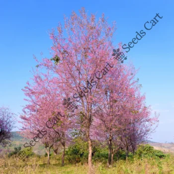 Prunus cerasoides | Wild himalayan cherry