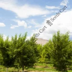 Prunus persica | Peach tree