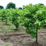 Psidium guajava | Common guava