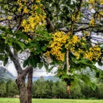 Pterocarpus marsupium-Tree