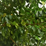 Pterocarpus marsupium-Tree