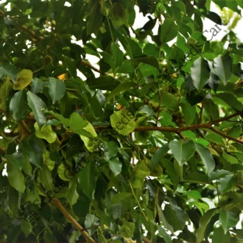 Pterocarpus marsupium | Malabar kino tree