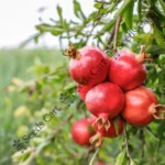 Punica granatum-Tree