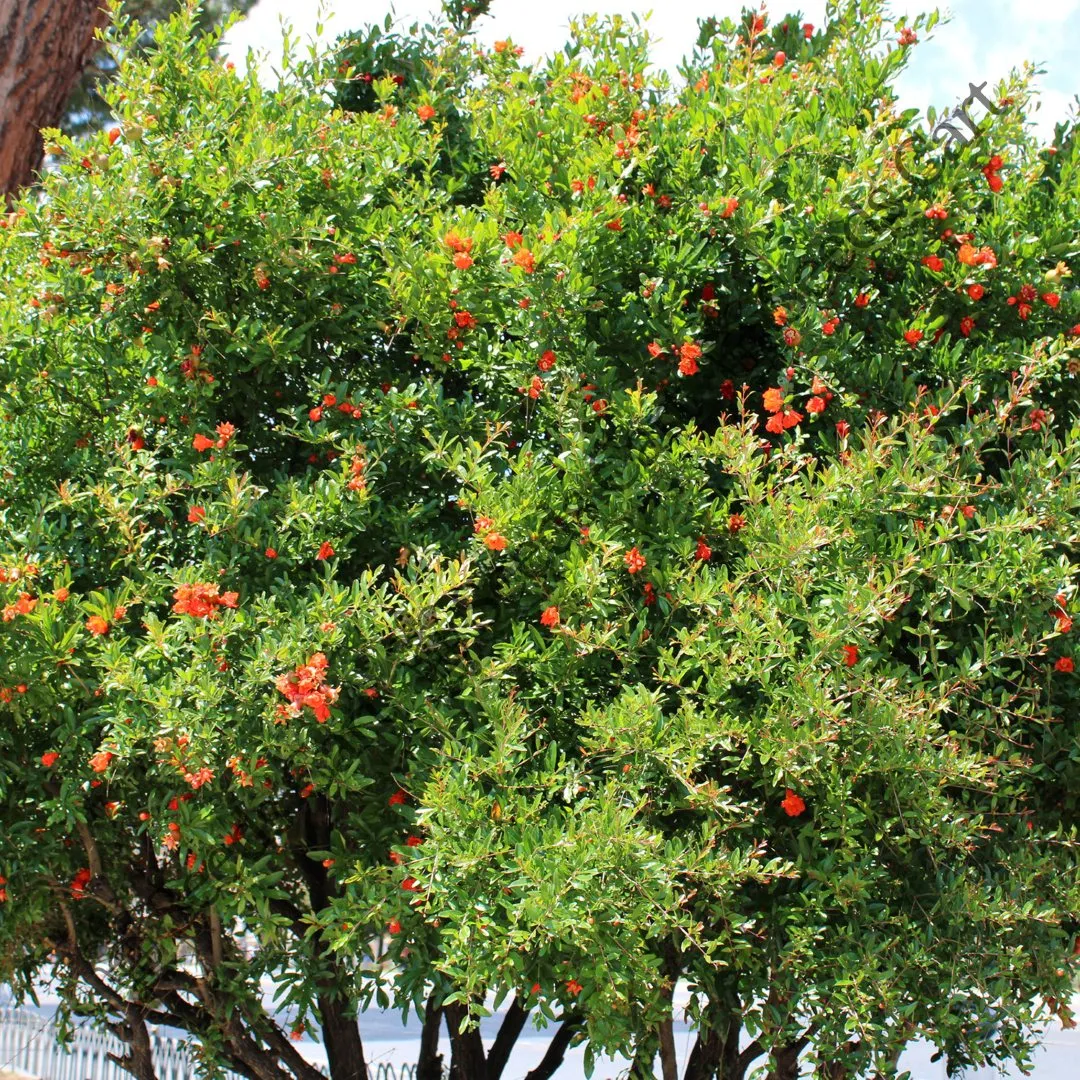 Punica granatum-Tree