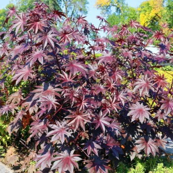 Ricinus communis | Castor oil plant