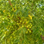 Sapindus detergens | Reetha