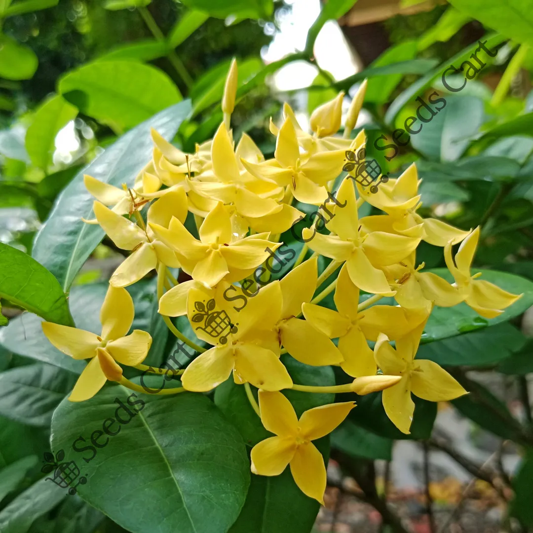Saraca asoca-Flower