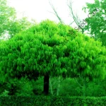 Saraca asoca | Ashoka tree