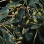Semecarpus anacardium-Tree