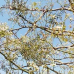 Semecarpus anacardium | Marking nut tree