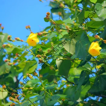Thespesia populnea | Indian tulip tree