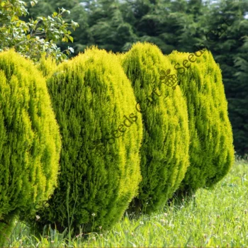 Thuja orientalis | Oriental arbor-vitae