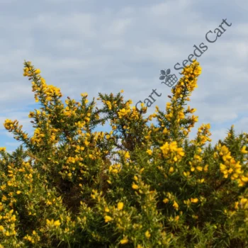 Ulex europaeus | Common gorse