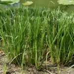 Vetiveria zizanioides | Khus-khus