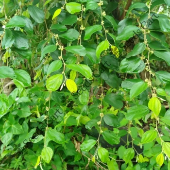 Ziziphus mauritiana | Indian jujube