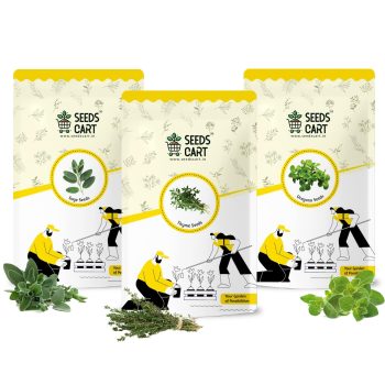Gourmet Herb Mix – Sage (Salvia), Thyme (Ajwain ke Phool), Oregano (Ajwain Patta) Seeds for Planting | Approx. 550 Seeds | Non-Hybrid, Open Pollinated, Non-GMO | Ideal for Home Garden